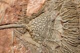 Silurian Fossil Crinoid (Scyphocrinites) Plate - Morocco #189911-2
